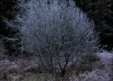 winter_0162